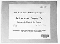 Diplocarpon rosae image